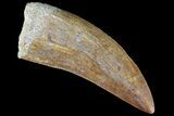 Serrated, Carcharodontosaurus Tooth - Real Dinosaur Tooth #85807-1